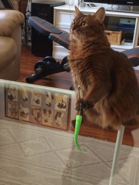 Кошки в нашей жизни. Кошки и все, что с ними связано.