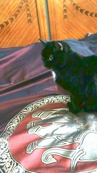 Кошки в нашей жизни. Кошки и все, что с ними связано.