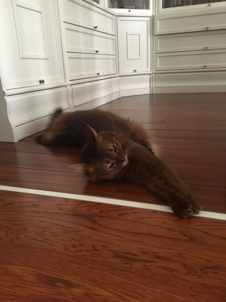 Кошки в нашей жизни. Кошки и все, что с ними связано.