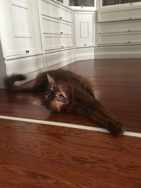 Кошки в нашей жизни. Кошки и все, что с ними связано.