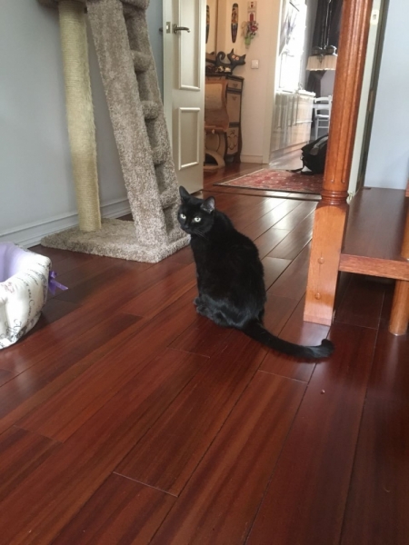 Кошки в нашей жизни. Кошки и все, что с ними связано.