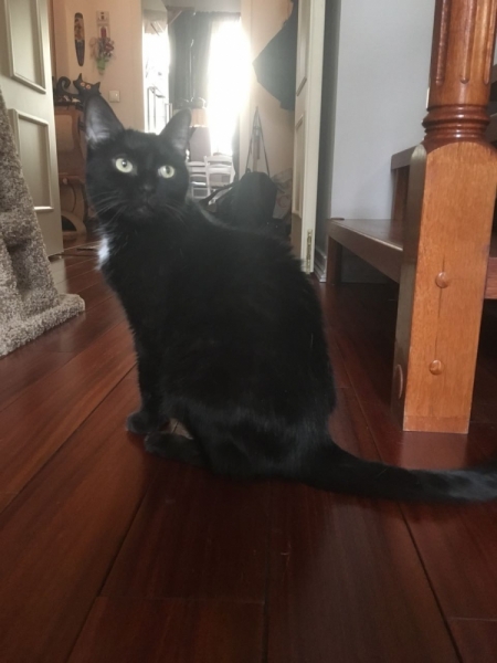 Кошки в нашей жизни. Кошки и все, что с ними связано.