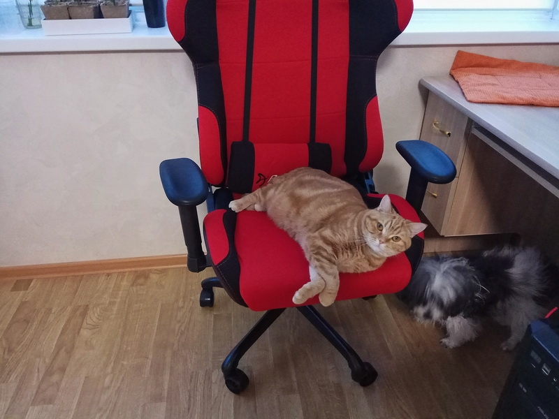 Кошки в нашей жизни. Кошки и все, что с ними связано.