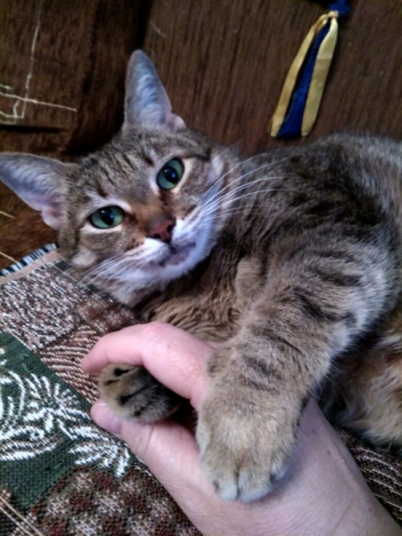 Кошки в нашей жизни. Кошки и все, что с ними связано.