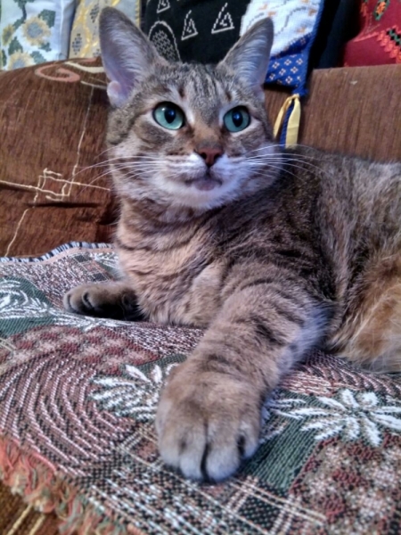 Кошки в нашей жизни. Кошки и все, что с ними связано.