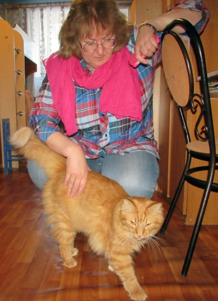 Кошки в нашей жизни. Кошки и все, что с ними связано.