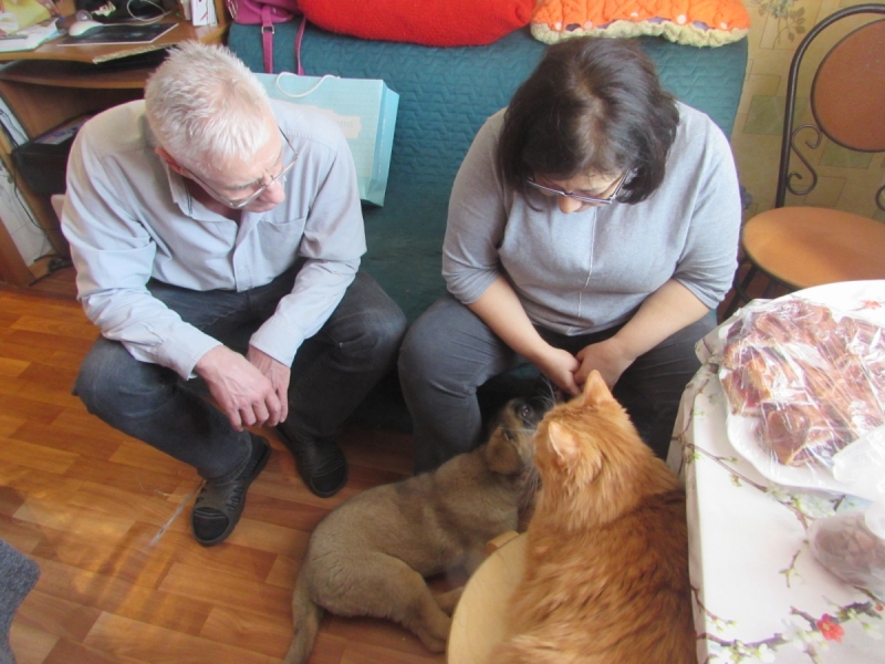 Кошки в нашей жизни. Кошки и все, что с ними связано.