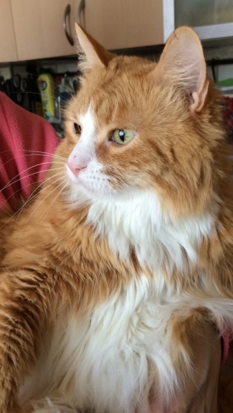 Кошки в нашей жизни. Кошки и все, что с ними связано.