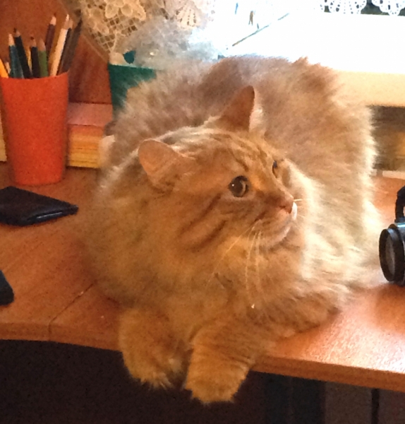 Кошки в нашей жизни. Кошки и все, что с ними связано.