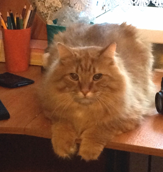 Кошки в нашей жизни. Кошки и все, что с ними связано.