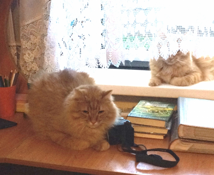 Кошки в нашей жизни. Кошки и все, что с ними связано.