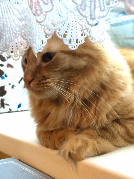 Кошки в нашей жизни. Кошки и все, что с ними связано.