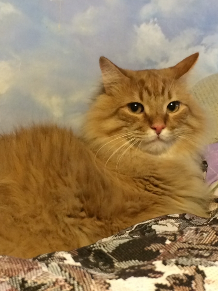 Кошки в нашей жизни. Кошки и все, что с ними связано.