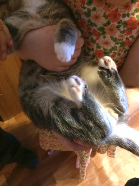 Кошки в нашей жизни. Кошки и все, что с ними связано.