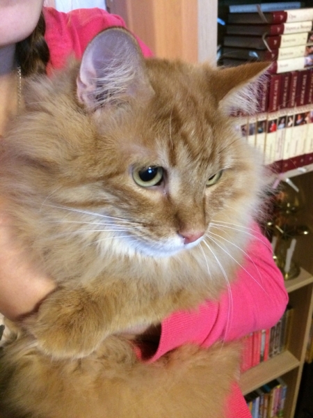 Кошки в нашей жизни. Кошки и все, что с ними связано.