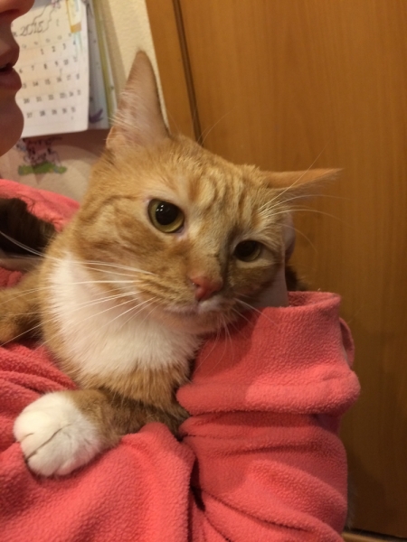 Кошки в нашей жизни. Кошки и все, что с ними связано.