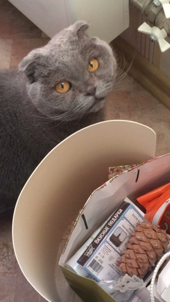 Кошки в нашей жизни. Кошки и все, что с ними связано.