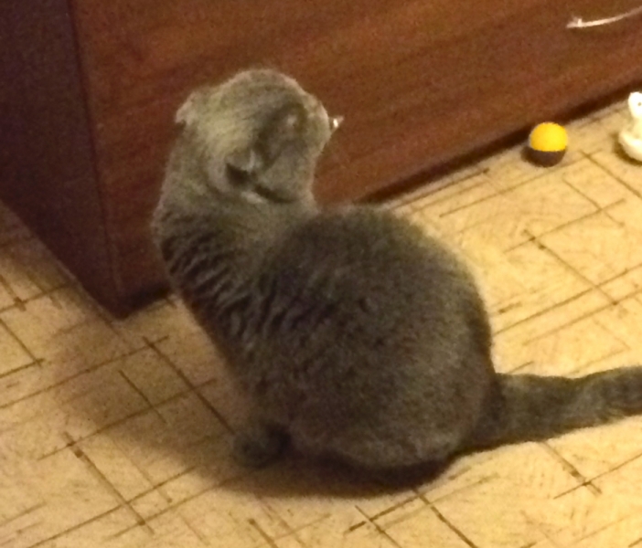 Кошки в нашей жизни. Кошки и все, что с ними связано.