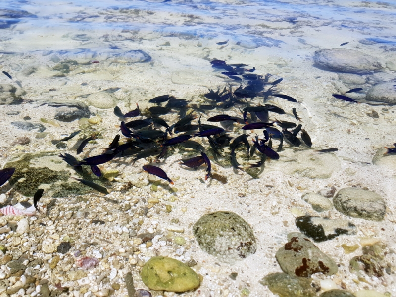 Rarotonga