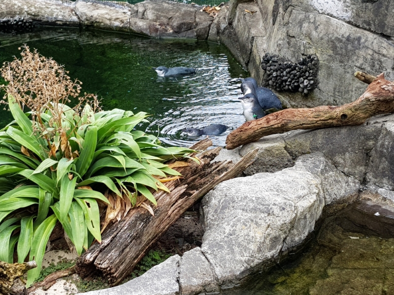 Auckland Zoo