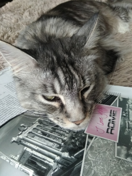 Кошки в нашей жизни. Кошки и все, что с ними связано.