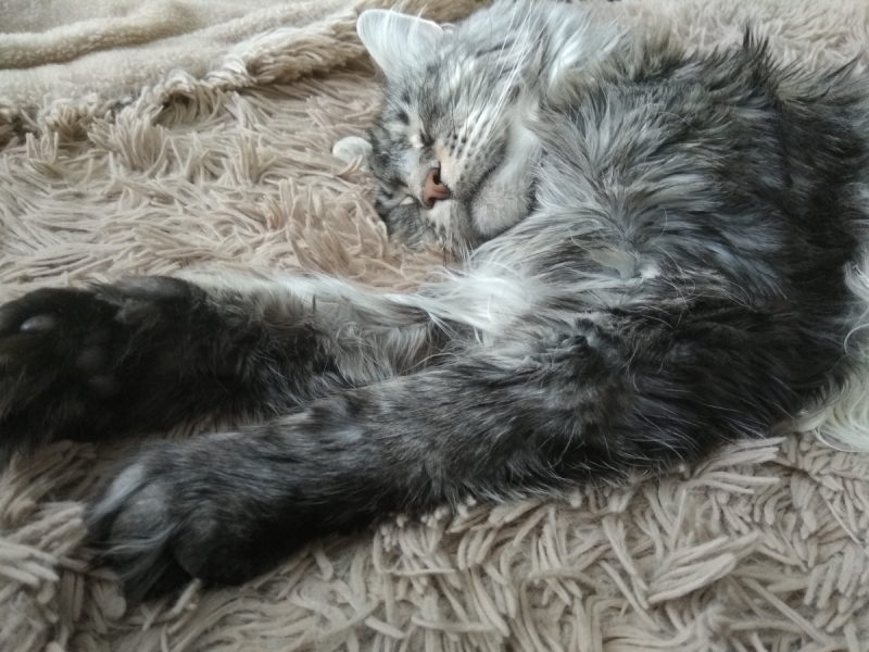 Кошки в нашей жизни. Кошки и все, что с ними связано.