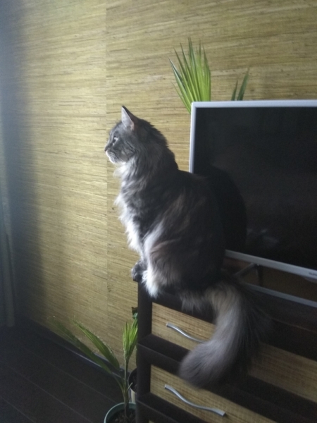 Кошки в нашей жизни. Кошки и все, что с ними связано.