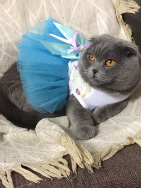 Кошки в нашей жизни. Кошки и все, что с ними связано.