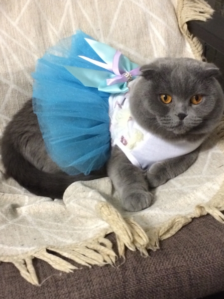 Кошки в нашей жизни. Кошки и все, что с ними связано.