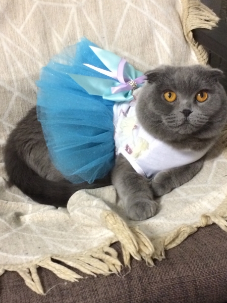 Кошки в нашей жизни. Кошки и все, что с ними связано.