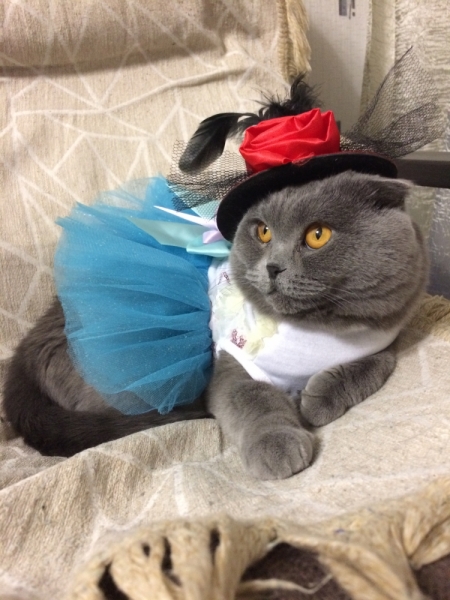 Кошки в нашей жизни. Кошки и все, что с ними связано.