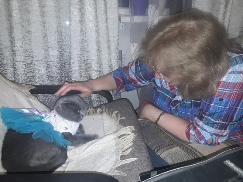 Кошки в нашей жизни. Кошки и все, что с ними связано.