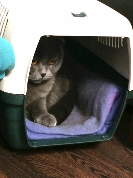 Кошки в нашей жизни. Кошки и все, что с ними связано.