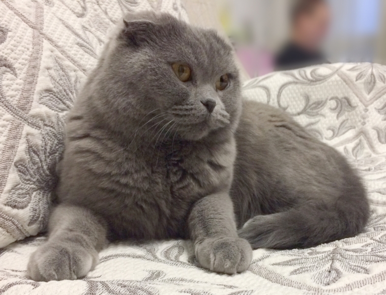 Кошки в нашей жизни. Кошки и все, что с ними связано.