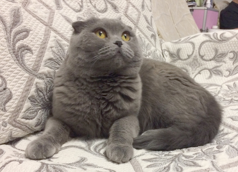 Кошки в нашей жизни. Кошки и все, что с ними связано.