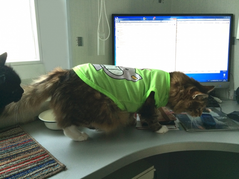 Кошки в нашей жизни. Кошки и все, что с ними связано.