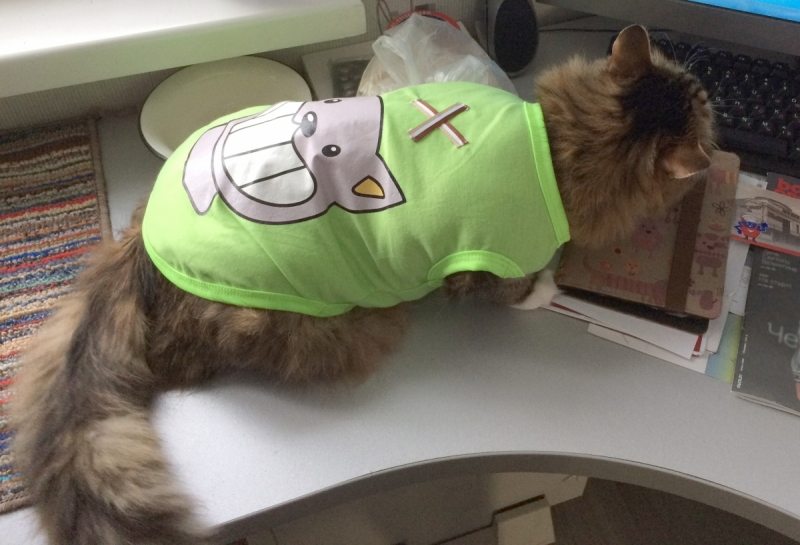 Кошки в нашей жизни. Кошки и все, что с ними связано.