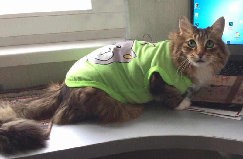 Кошки в нашей жизни. Кошки и все, что с ними связано.