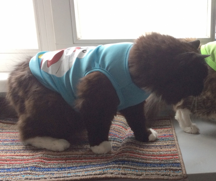 Кошки в нашей жизни. Кошки и все, что с ними связано.