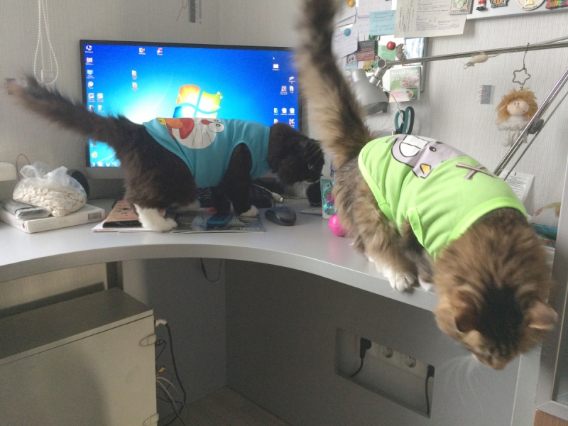 Кошки в нашей жизни. Кошки и все, что с ними связано.