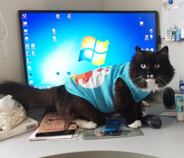 Кошки в нашей жизни. Кошки и все, что с ними связано.