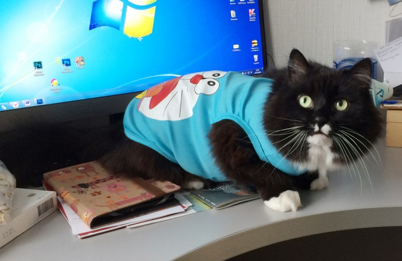 Кошки в нашей жизни. Кошки и все, что с ними связано.