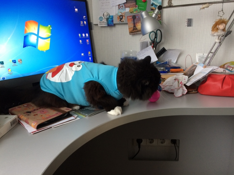 Кошки в нашей жизни. Кошки и все, что с ними связано.