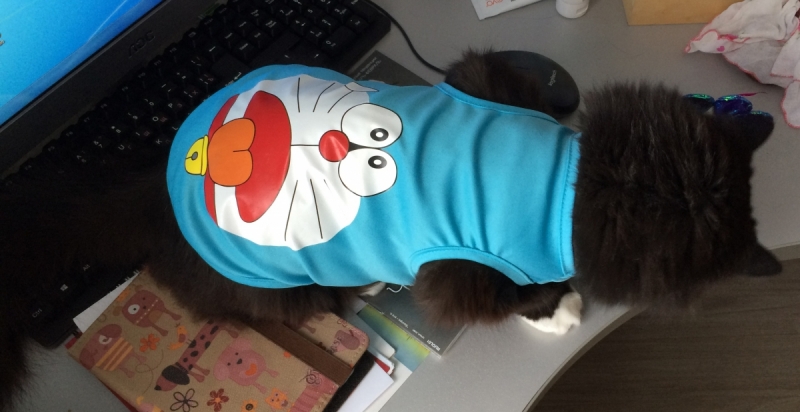 Кошки в нашей жизни. Кошки и все, что с ними связано.