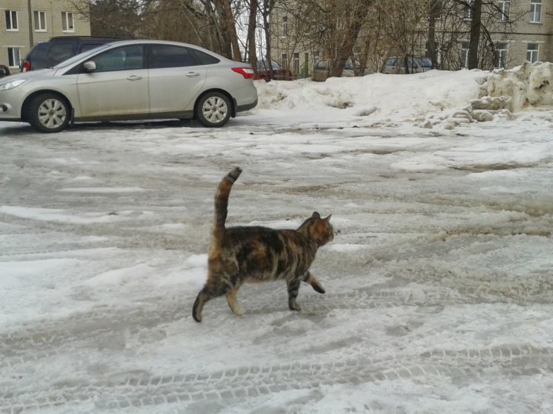 Кошки в нашей жизни. Кошки и все, что с ними связано.