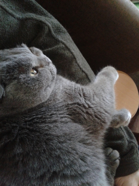 Кошки в нашей жизни. Кошки и все, что с ними связано.