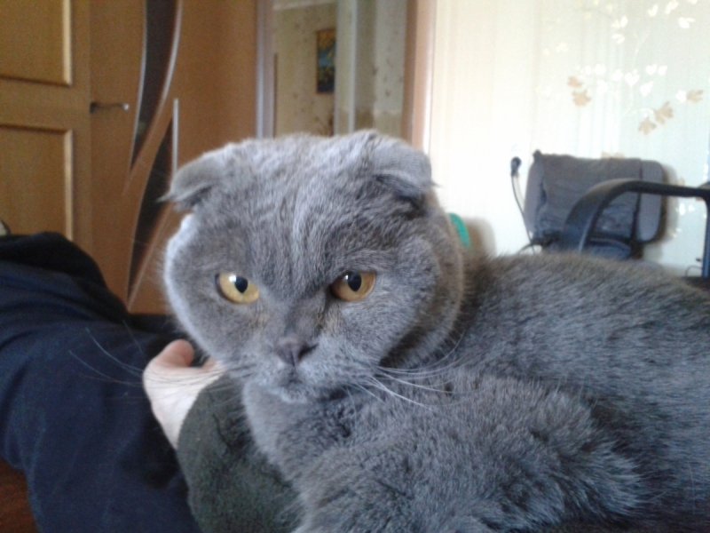 Кошки в нашей жизни. Кошки и все, что с ними связано.