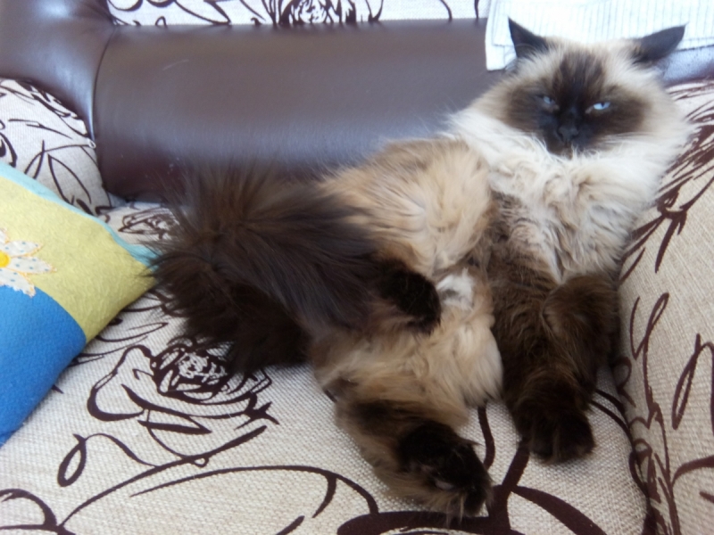 Кошки в нашей жизни. Кошки и все, что с ними связано.