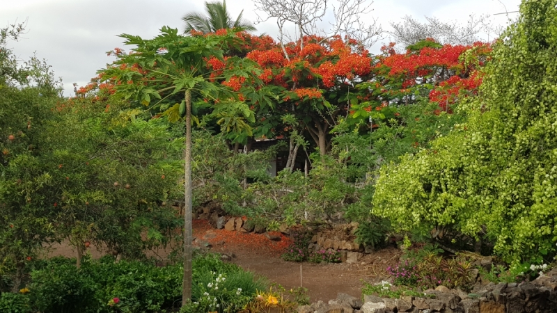 Сад на территории апартаментов