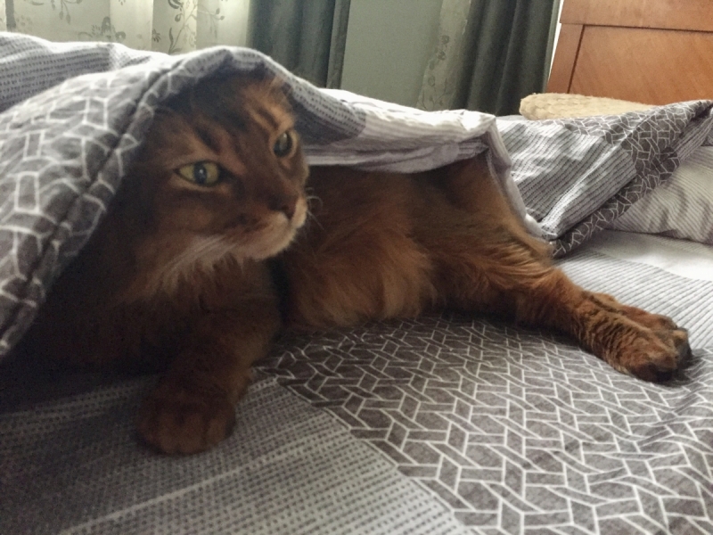 Кошки в нашей жизни. Кошки и все, что с ними связано.